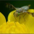 Mouche aux yeux verts