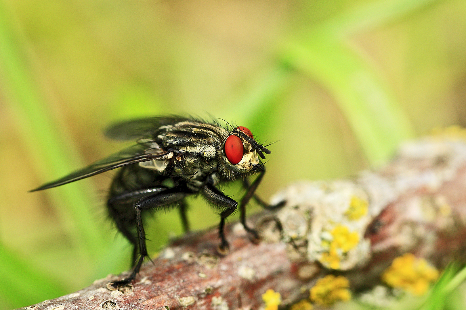 Mouche photo et image macro nature, macro insectes, macros photographies Images