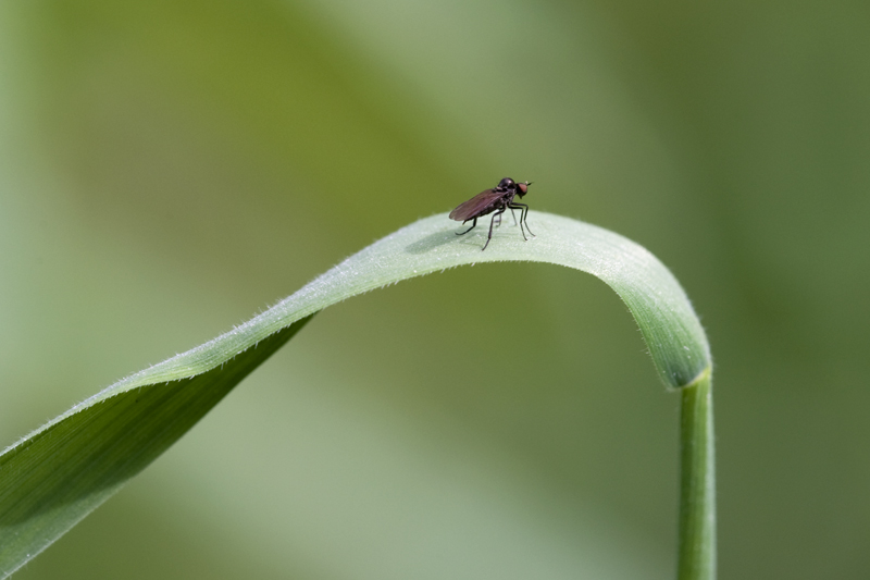 Mouche Bicellaria (3 mm)