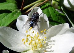 Mouche bleue de la viande...