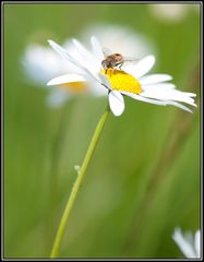 Mouche butinant une marguerite