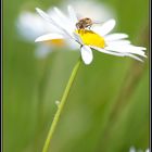 Mouche butinant une marguerite