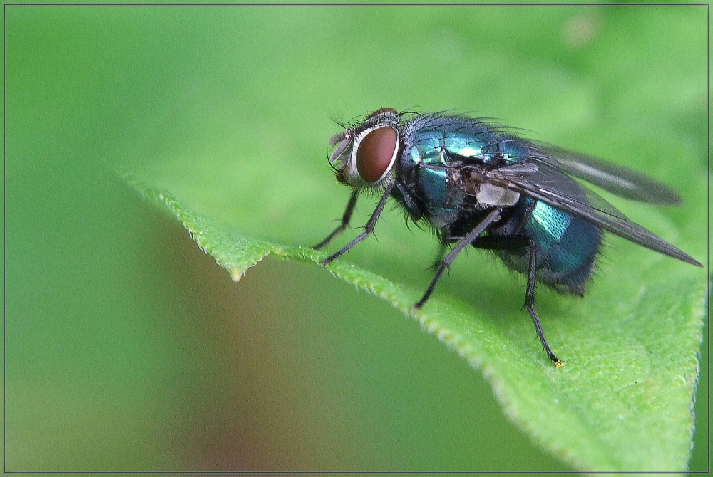 Mouche Calliphora