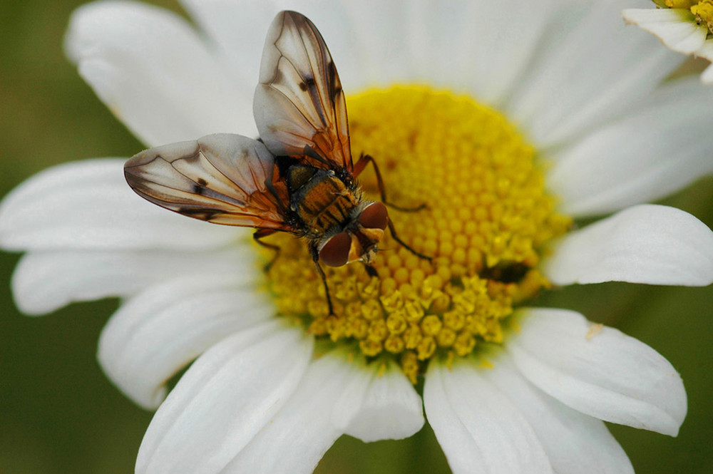 mouche certe, mais pas comme les autres...