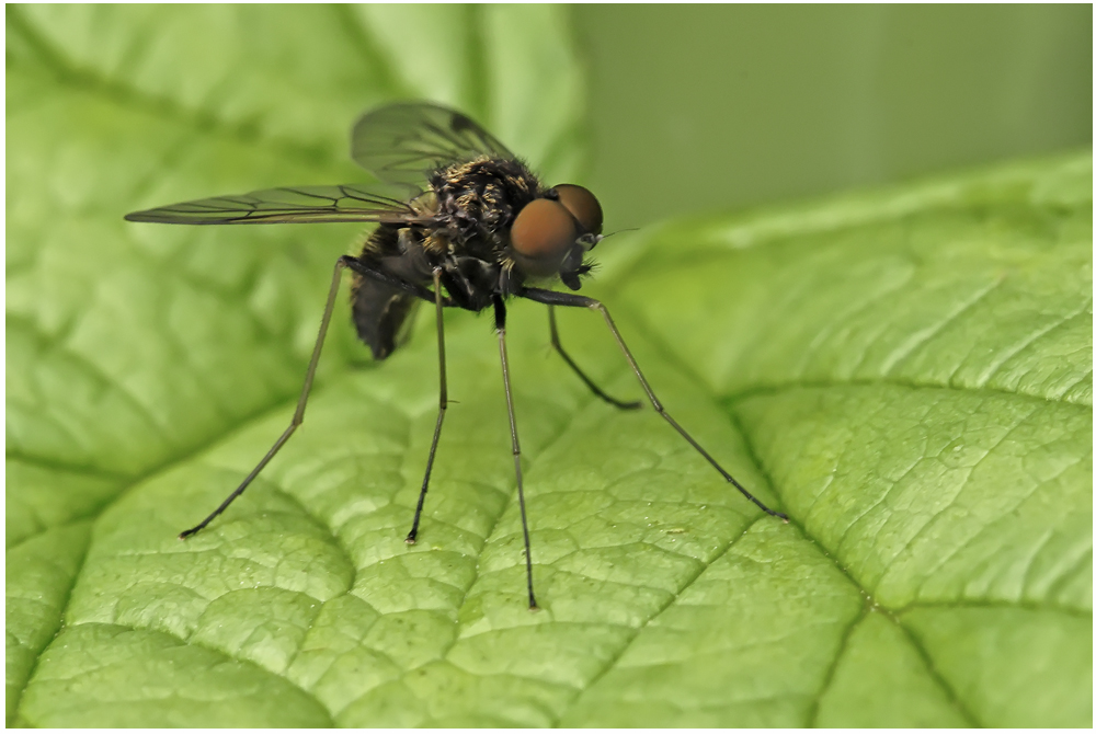 Mouche Chrysopilus splendidus