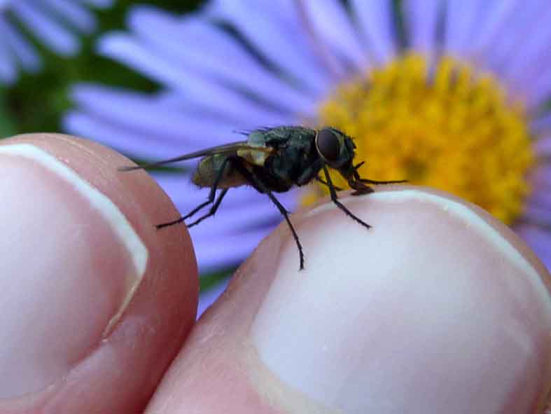 Mouche curieuse équilibriste lol