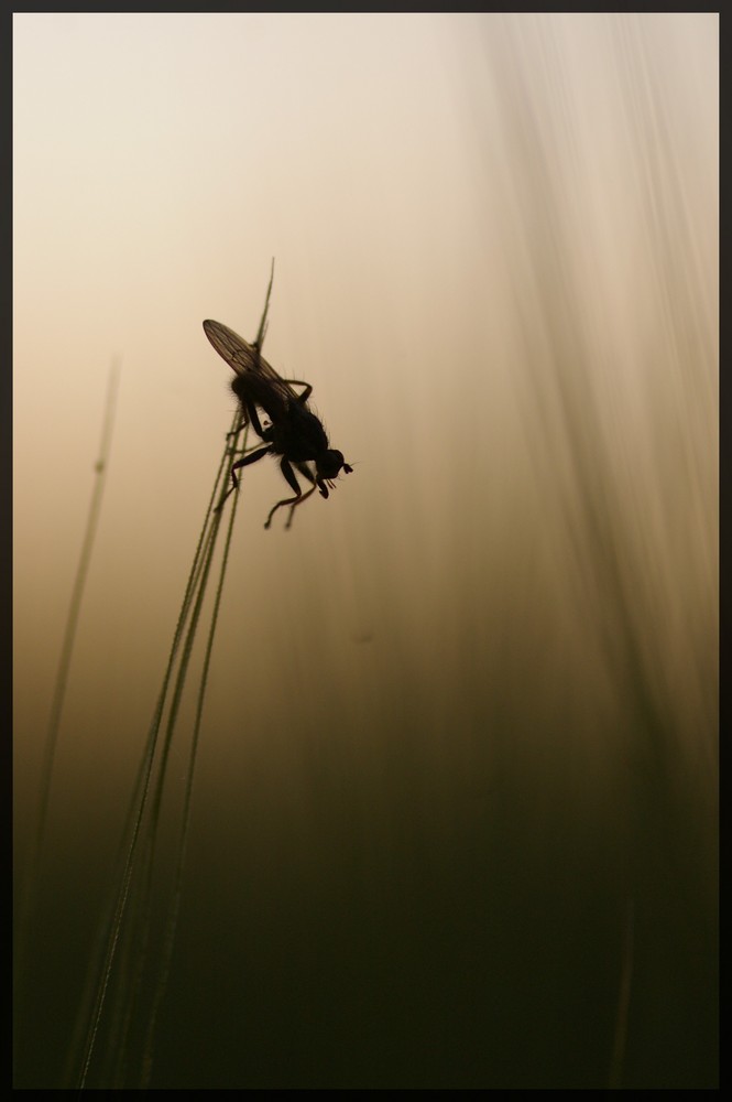 Mouche dans la douceur du soir