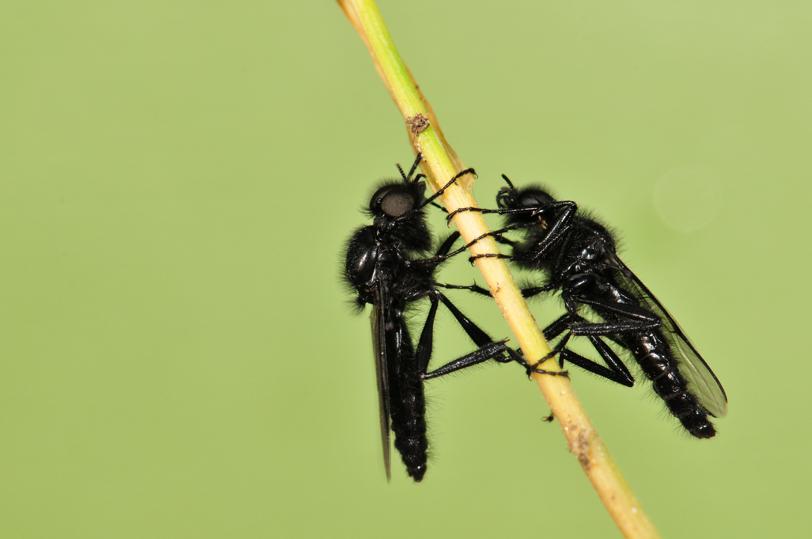 MOUCHE DE SAINT-MARC