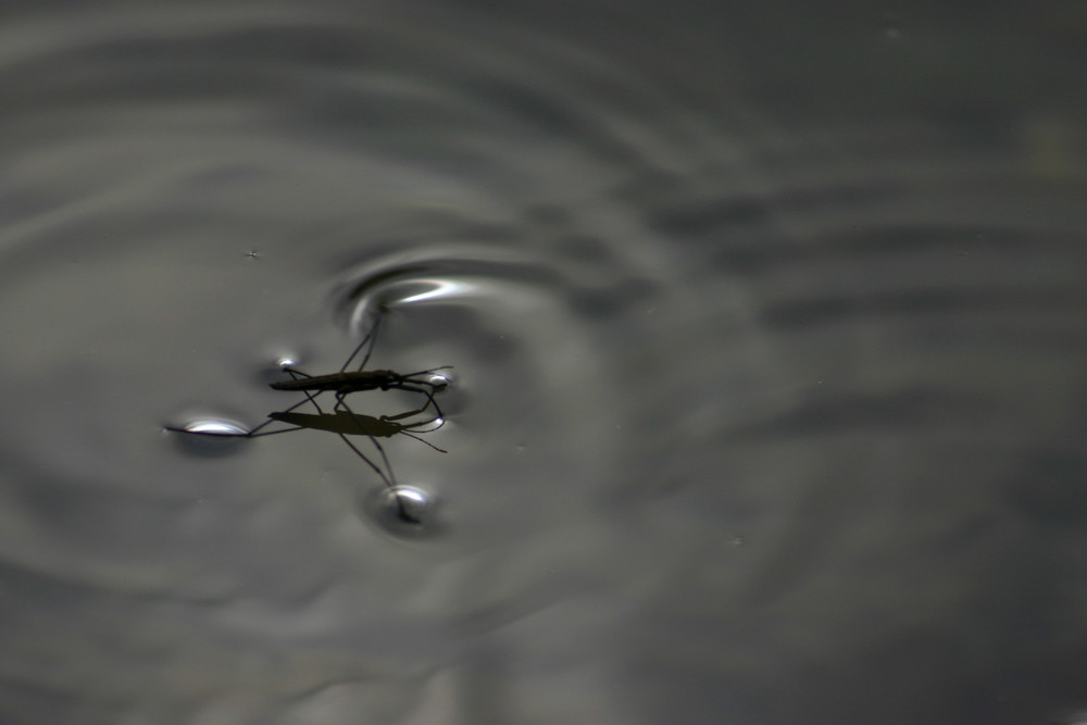 Mouche d'eau