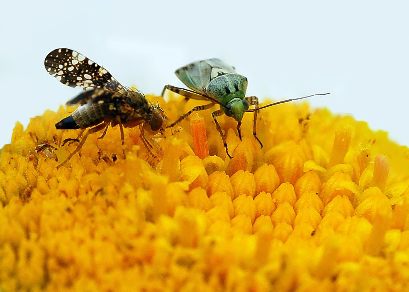 Mouche des fruits et punaise terrestre.