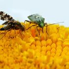 Mouche des fruits et punaise terrestre.