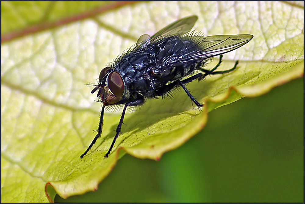 Mouche domestique