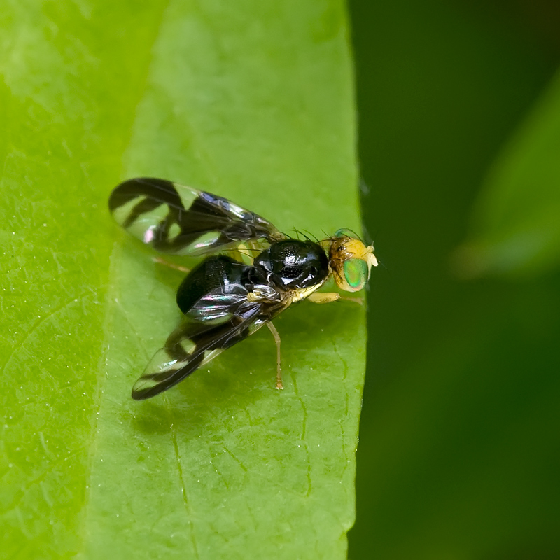 Mouche du céleri