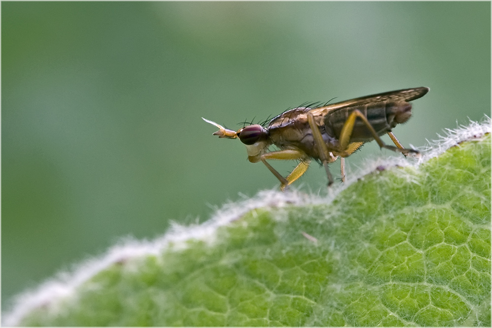 Mouche, Elgiva cucularia (2)