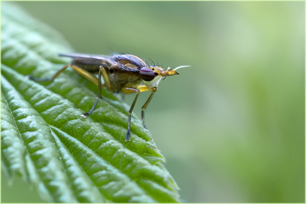 Mouche, Elgiva cucularia