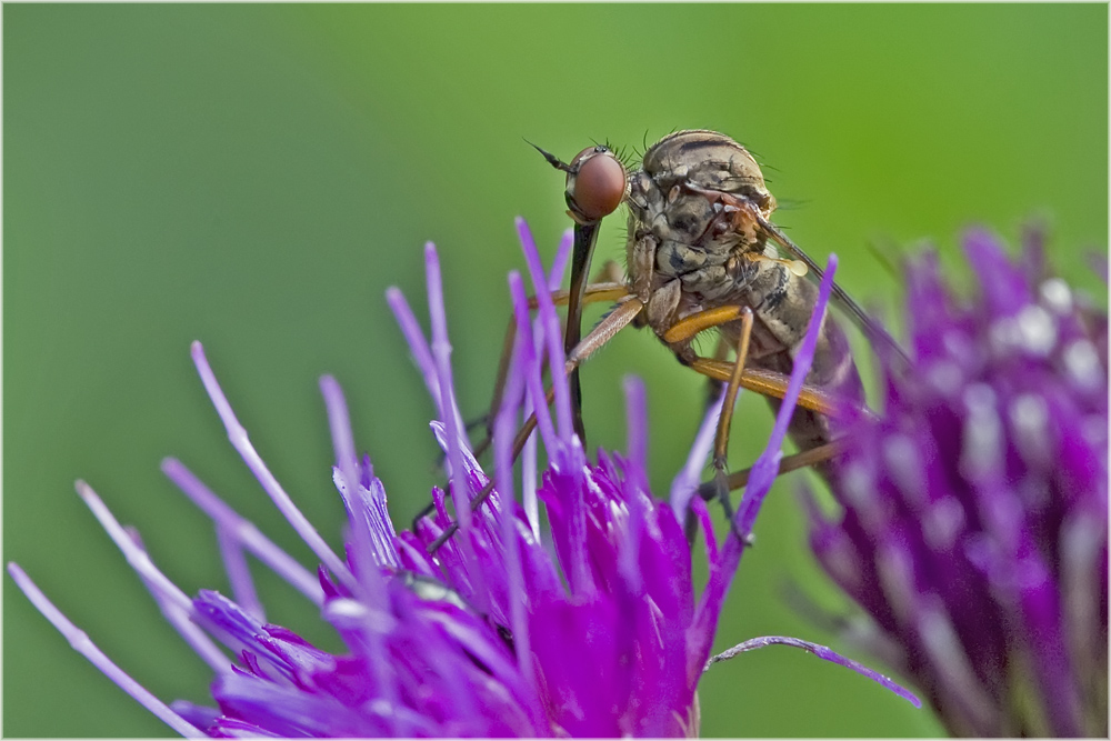 Mouche Empidide sur chardon