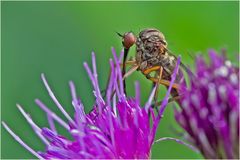 Mouche Empidide sur chardon