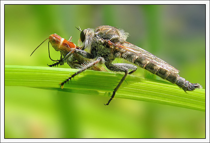 mouche-empis et sa proie