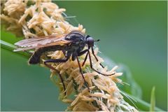 Mouche Empis tessellata