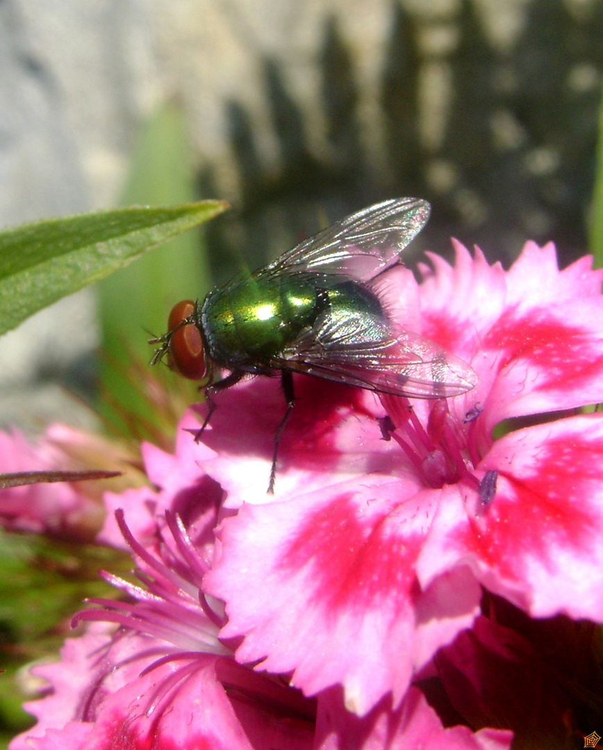 mouche en fleur