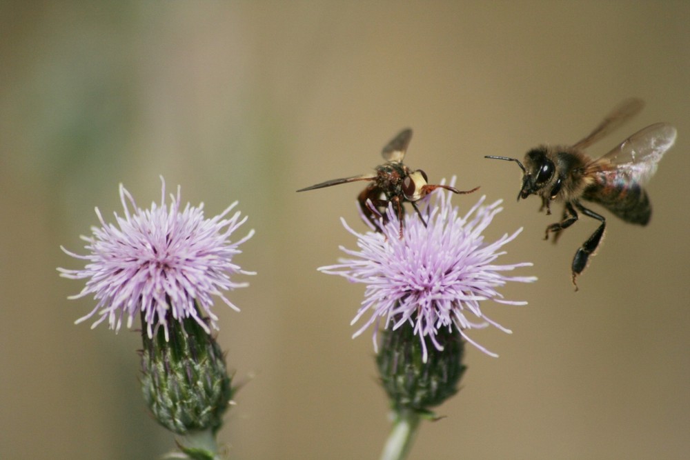 Mouche et Abeille se disputent le chardon