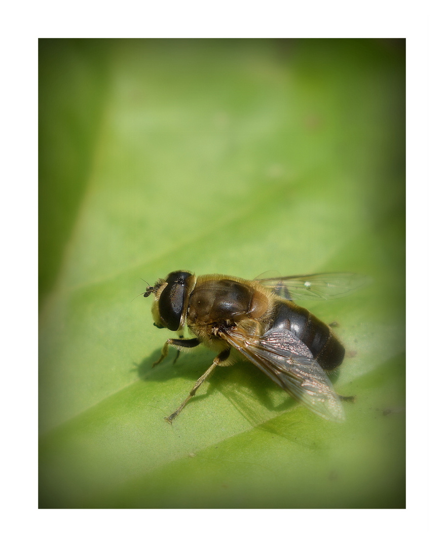 mouche