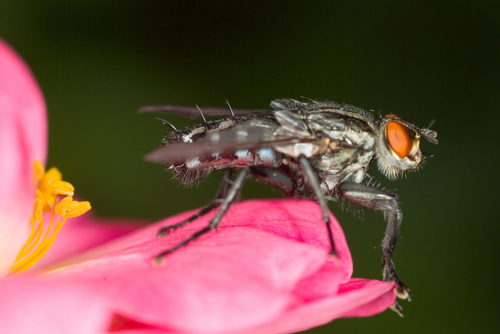 MOUCHE - FABRICE FRANQUEZA