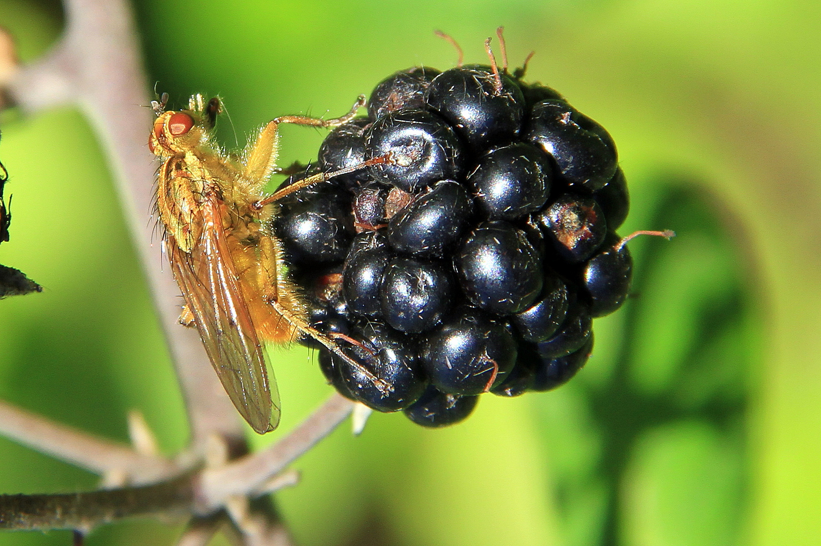 Mouche Gourmande