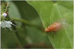 Mouche hésitante