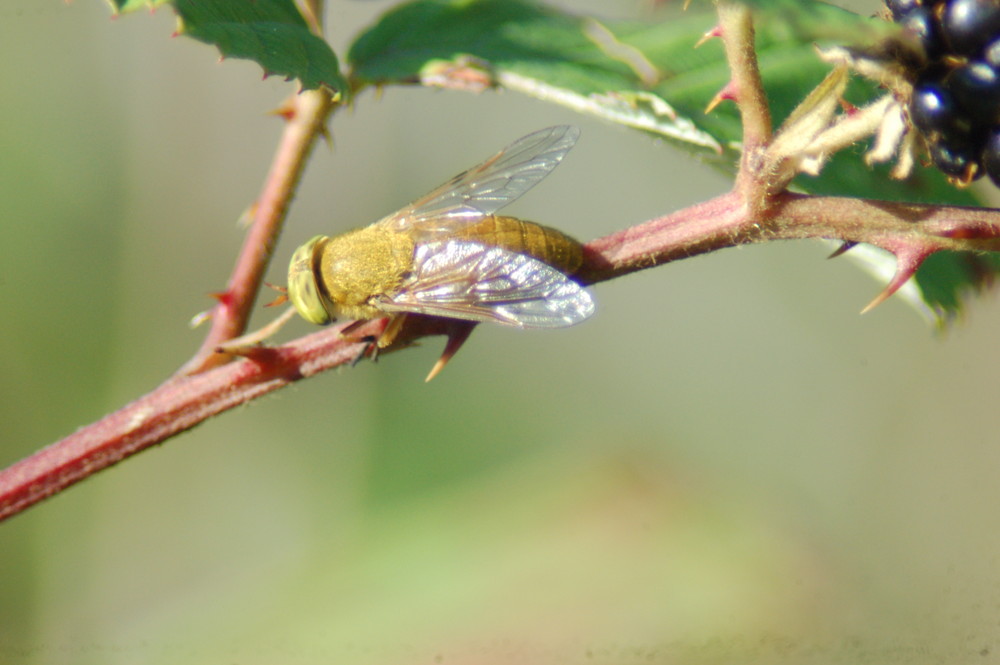 mouche jaune