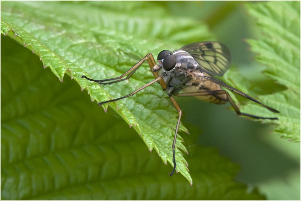 Mouche Leptis bécasse