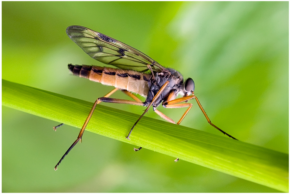 Mouche Leptis bécasse