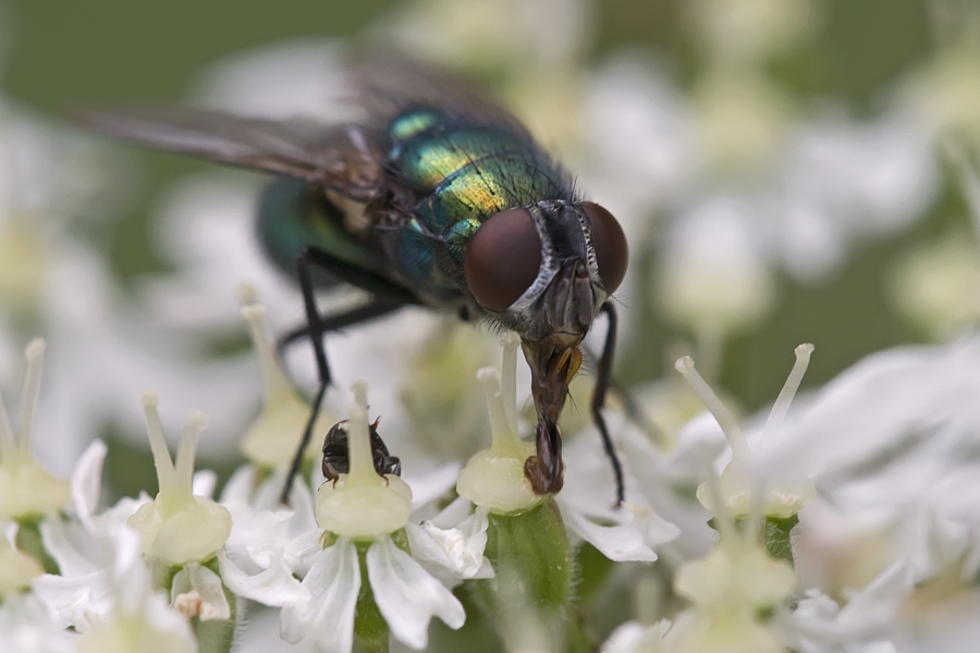 Mouche Lucilia