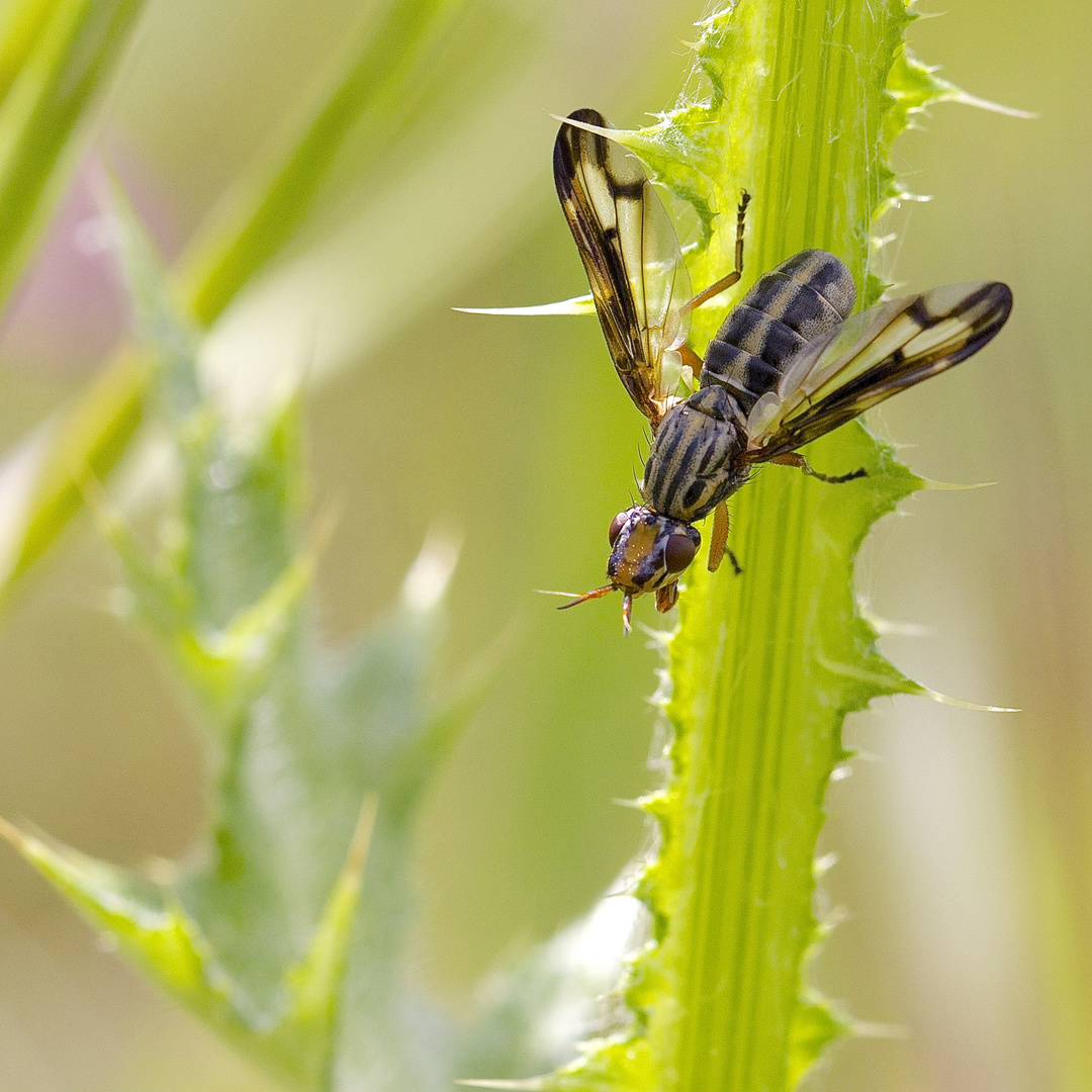 Mouche Macheirocera grandis