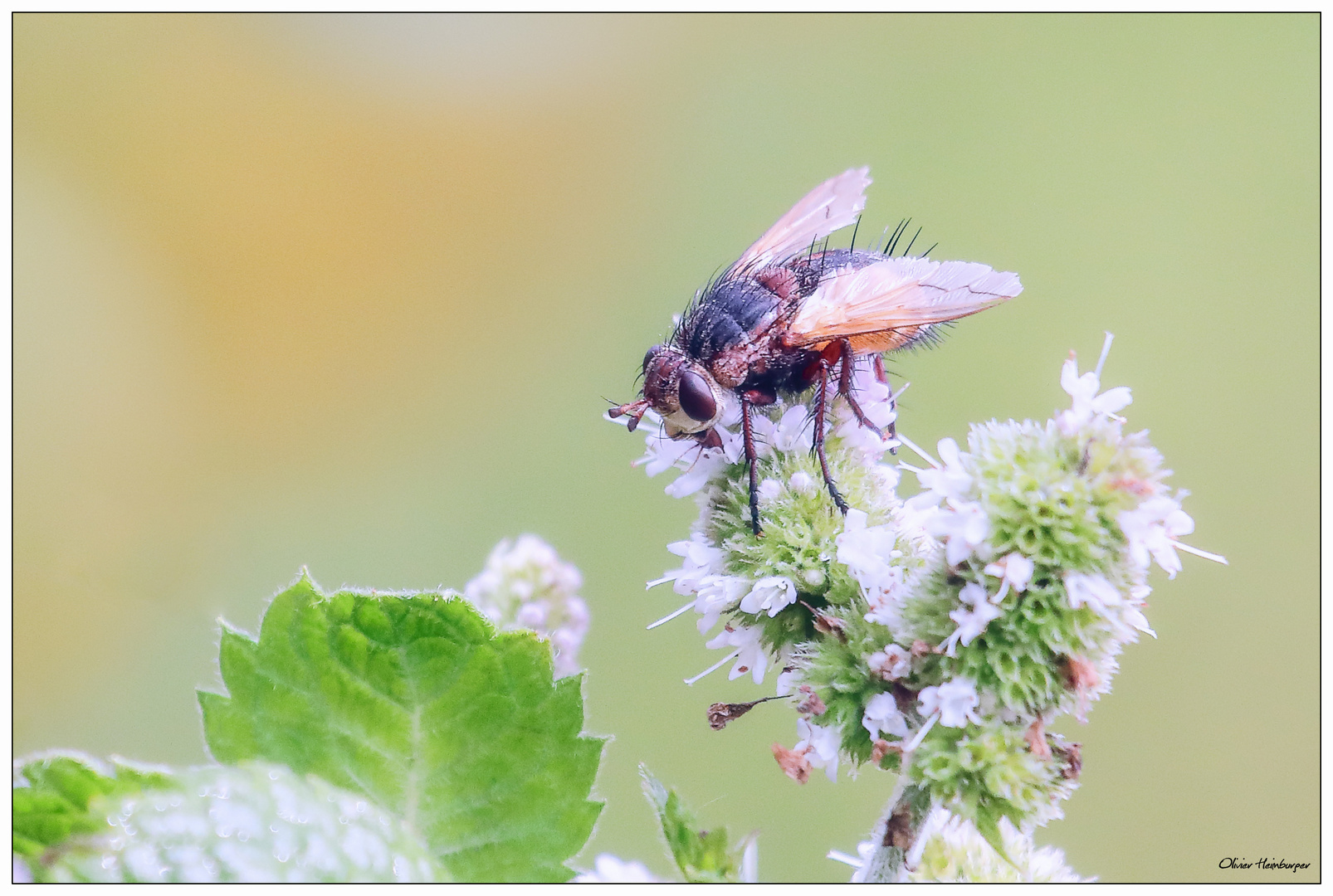 Mouche Muscidae