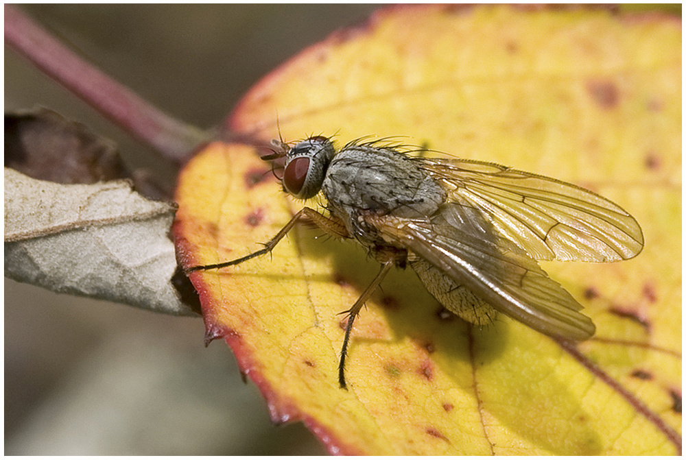 Mouche : Muscidae