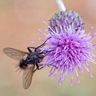 Mouche " peleteria rubescens " à la recherche du nectar.