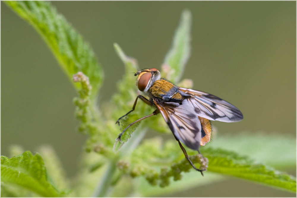 Mouche Phasie crassipenne (2)