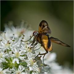 Mouche : Phasie crassipenne