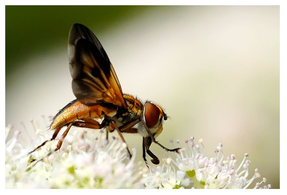 Mouche : Phasie crassipenne (Ectophasia crassipennis)