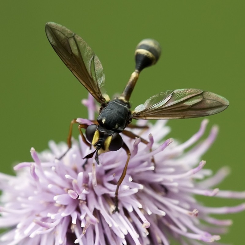 Mouche Physocephala sp.