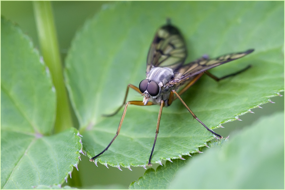 Mouche Rhagionidae