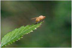 Mouche Sapromysa opaca (3-4 mm)