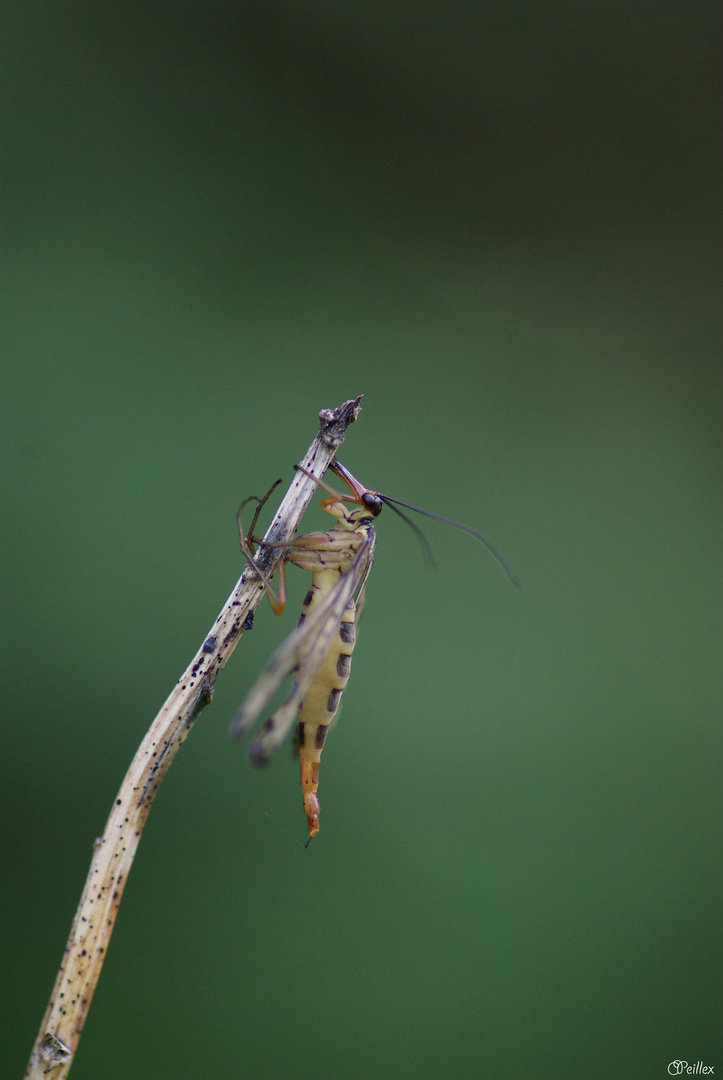 Mouche scorpion