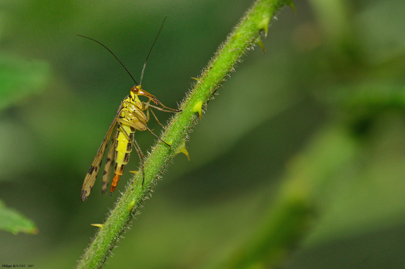 Mouche scorpion