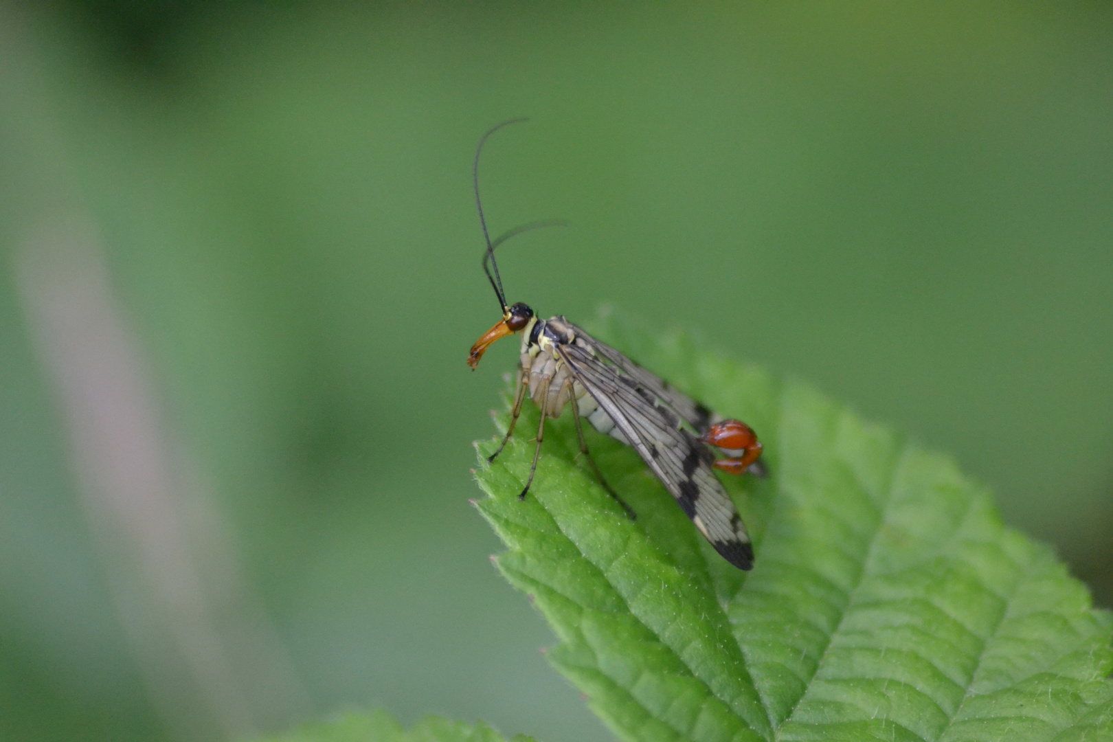 Mouche Scorpion