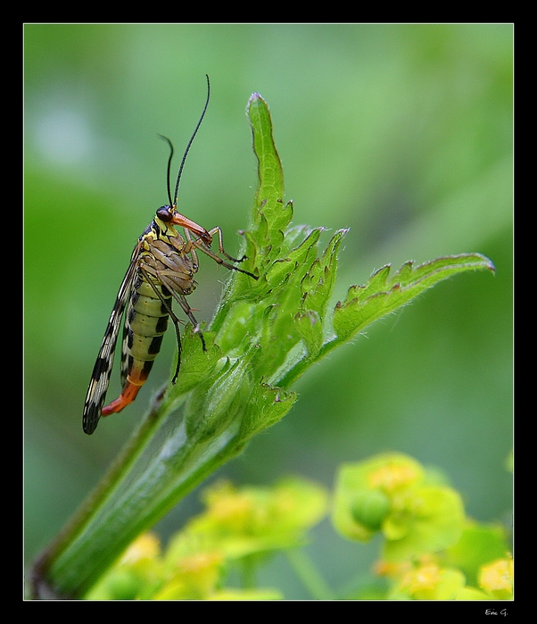 Mouche Scorpion