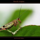 Mouche Scorpion