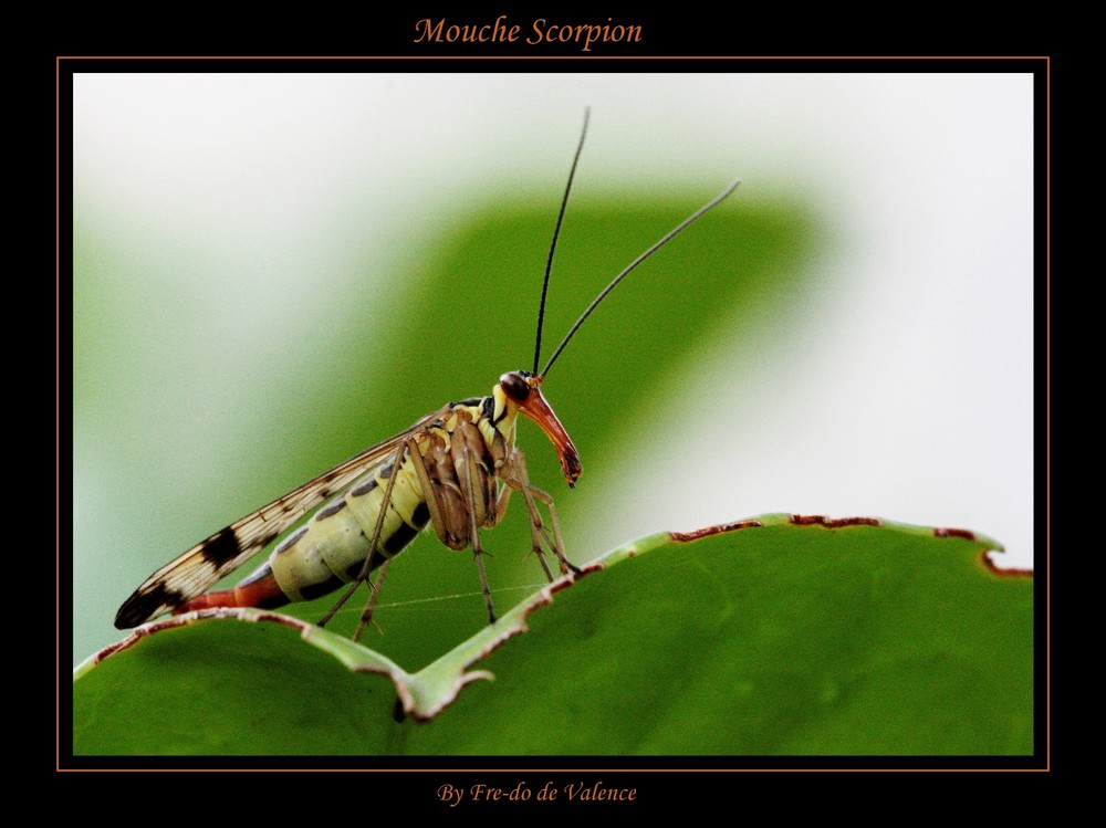 Mouche Scorpion