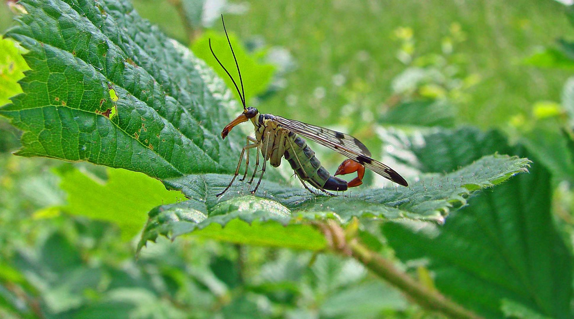 Mouche scorpion mâle